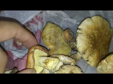 Каштановый гриб