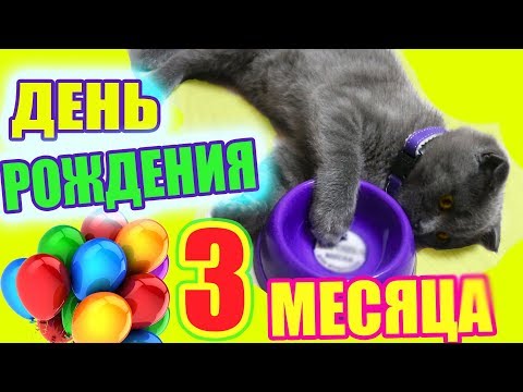 День Рождения Котенка Баттерса исполнилось 3 месяца покупаем подарки и играемся