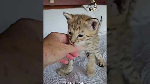 Video 5189111: f2 savannah kitten, little savannah