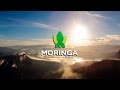 [NUEVO] Moringa By Teoma