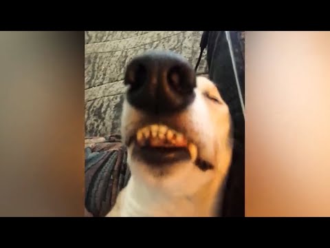 【海外おもしろ動画】世界の笑える失敗集 part55