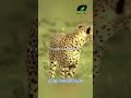 L'Antilope Contre le Guépard: L'Impossible Évasion #animals #shorts #survival