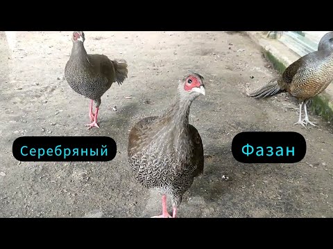 Серебряные лофуры или