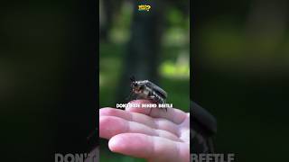 You’ve definitely called this the wrong name your whole life.#quiz #wildlife #insects #challenge