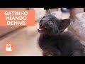 Gato filhote miando muito: estas são as principais causas!