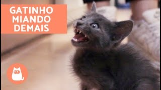 Gato filhote miando muito: estas são as principais causas!