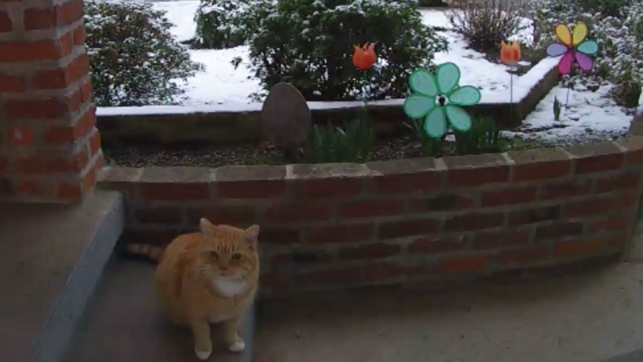 cat condo 2 mod apk Squinty decides to go play in the snow, what a cutie pie! (M3FC 0900)
