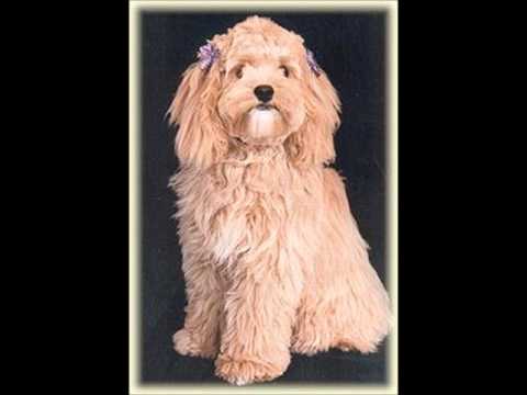 Cockapoo ~ Puppies for Sale, by Pets4You.com - YouTube