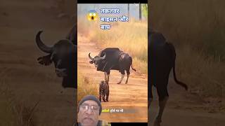 😱ताकतवार सफेद बाइसन और बाघ की जबरदस्त टक्कर !🐅🐃|Amazing Animals Faght #Shorts
