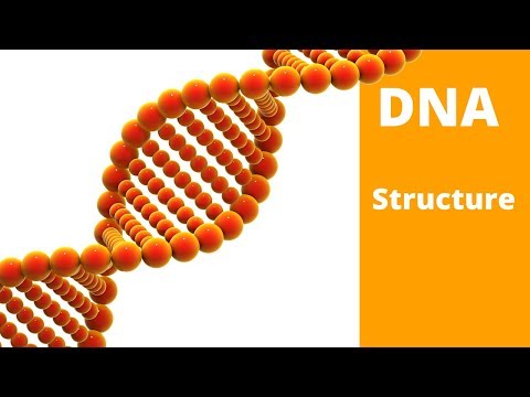 DNA Structure