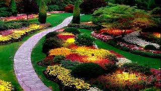 Welcome to the MAGIC garden