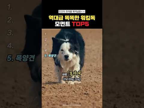 역대급 똑똑한 워킹독모먼트Top5#랭킹쇼츠 thumbnail