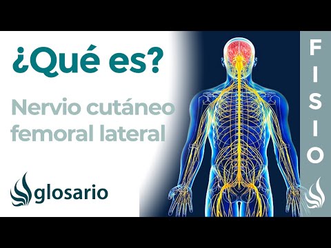 Vídeo: Anatomía, Función Y Diagrama Del Nervio Cutáneo Femoral Lateral - Mapas Corporales