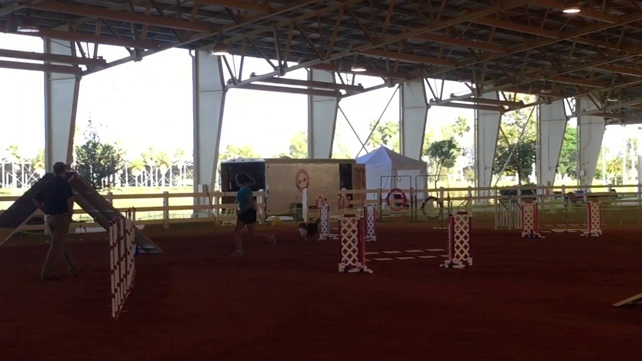 AKC Agility Trial 1 31 16 Miami FL YouTube akc-agility-trial-1-31-16-miami-fl-youtube