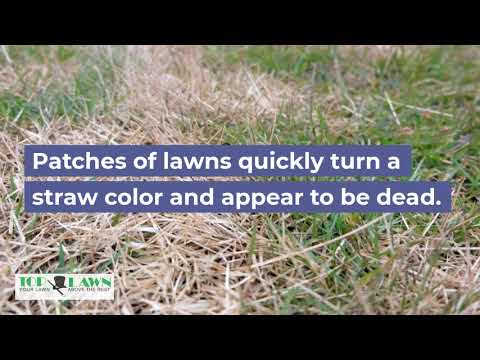 וִידֵאוֹ: Controlling Ascochyta Blight - What To Do For Grass With Leaf Blight