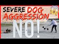 My Dog is Aggressive towards other dogs! Help! - Dog Training with Americas Canine Educator