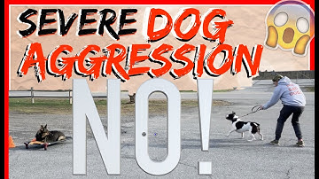 My Dog is Aggressive towards other dogs! Help! - Dog Training with Americas Canine Educator