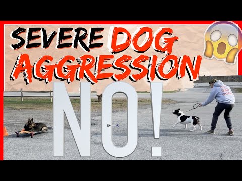 my-dog-is-aggressive-towards-other-dogs!-help!---dog-training-with-americas-canine-educator