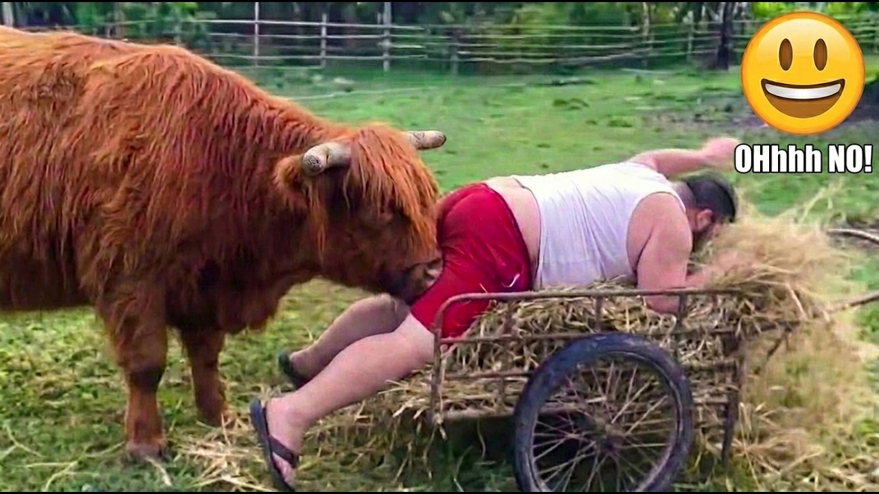 Try Not To Laugh: Farm Animals Completely Detached From Reality | Funny ...