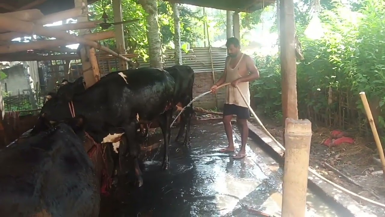 # cowmat ..#cowmineral..#grass# cleaning cow