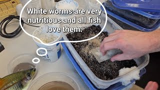 Feeding and Harvesting White Worms