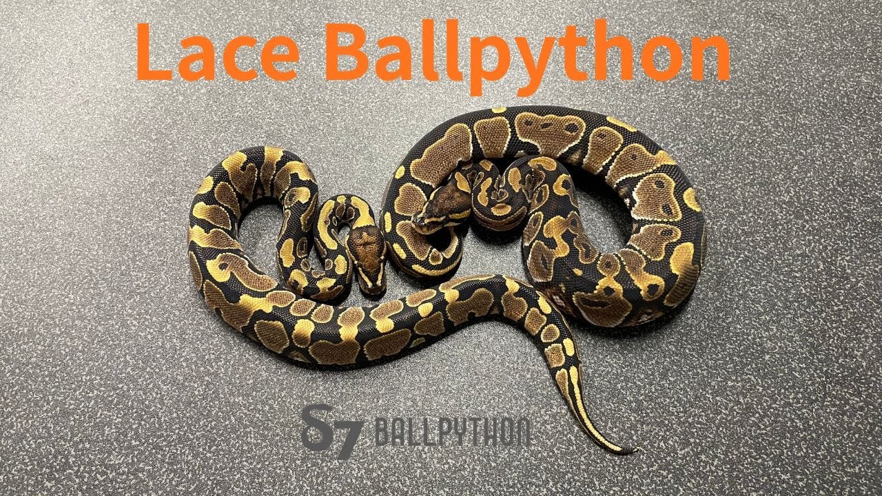 Lace Ballpython 【モルフ解説】