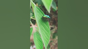🆔Jewel Bug 🪲 #jewelbug #bug #buglife #youtube #youtubeshorts #shorts #short #shortvideo #shortsfeed