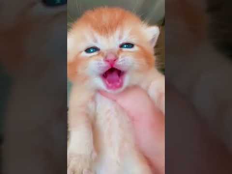 crying cat | плачущий кот | 우는 고양이 | 泣く猫 | 哭泣的猫 | रोती हुई बिल्ली ...