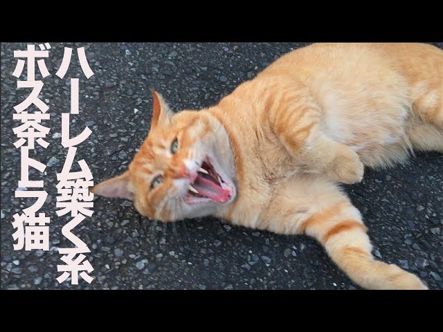 最強野良猫列伝・最強に懐こいボス茶トラ猫、懐こさを武器に一大ハーレムを築く The boss tabby cats harem