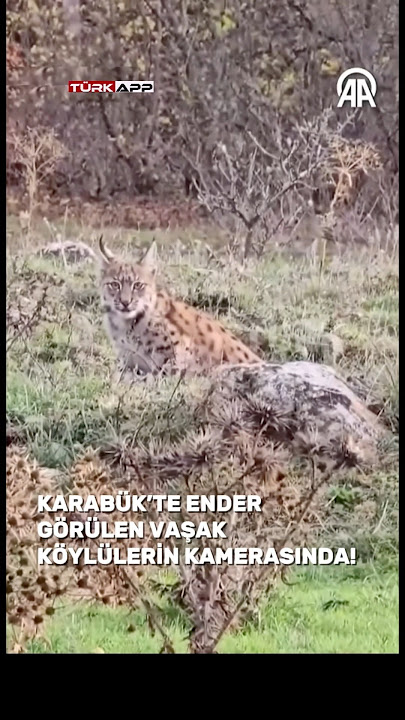 Retro guruh jinsiy porno Ogizdagi porno