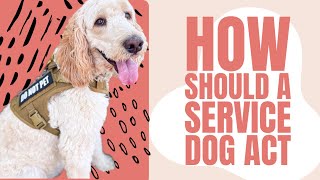 Service Dog Public Access Expectations