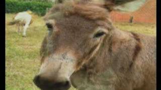 Morph Animals Video One