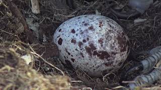 Ail Wy 2022 Second Egg by Bywyd Gwyllt Glaslyn Wildlife 1,027 views 2 years ago 2 minutes, 44 seconds