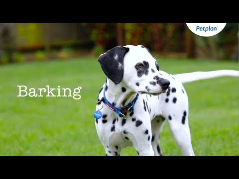 Dog Barking: How To Train Your Puppy To Stop Barking | Petplan