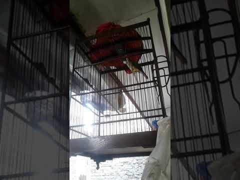CUCAK JENGGOT ADUHAI 