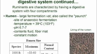 HLRM 170 Ruminant Digestion