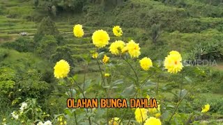 OLAHAN  BUNGA DAHLIA | JEJAK SI GUNDUL