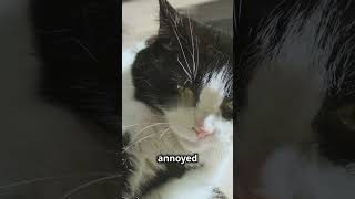 Cat Tail Language Explained in 60 Seconds! 🐱🐾 #cat #shorts
