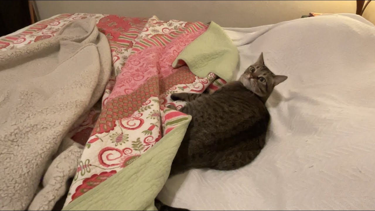 Cat Playing in Blankets YouTube