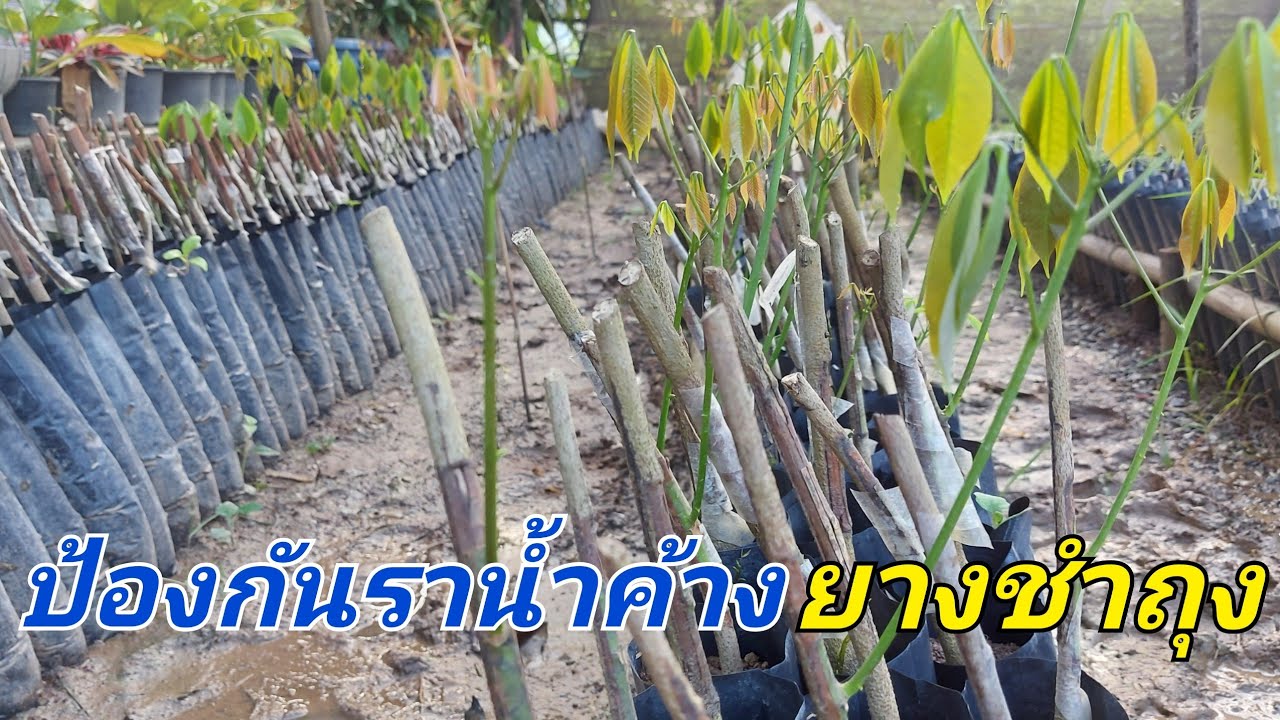 วิธีดูแลรักษายางชำถุง | DEAW CHANNEL