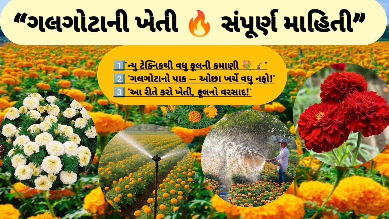 |ગલગોટા માં લાખો નો નફો! સાચી ટેકનીક શીખો ✅ગલગોટા ની ખેતી: સીઝન,જાતો,ખાતર આખી માહિતી એક વીડિયોમાં|