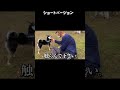 浮気現場を目撃してしまった柴犬