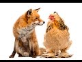 How to protect your chickens from predators. How to protect your chickens from predators.