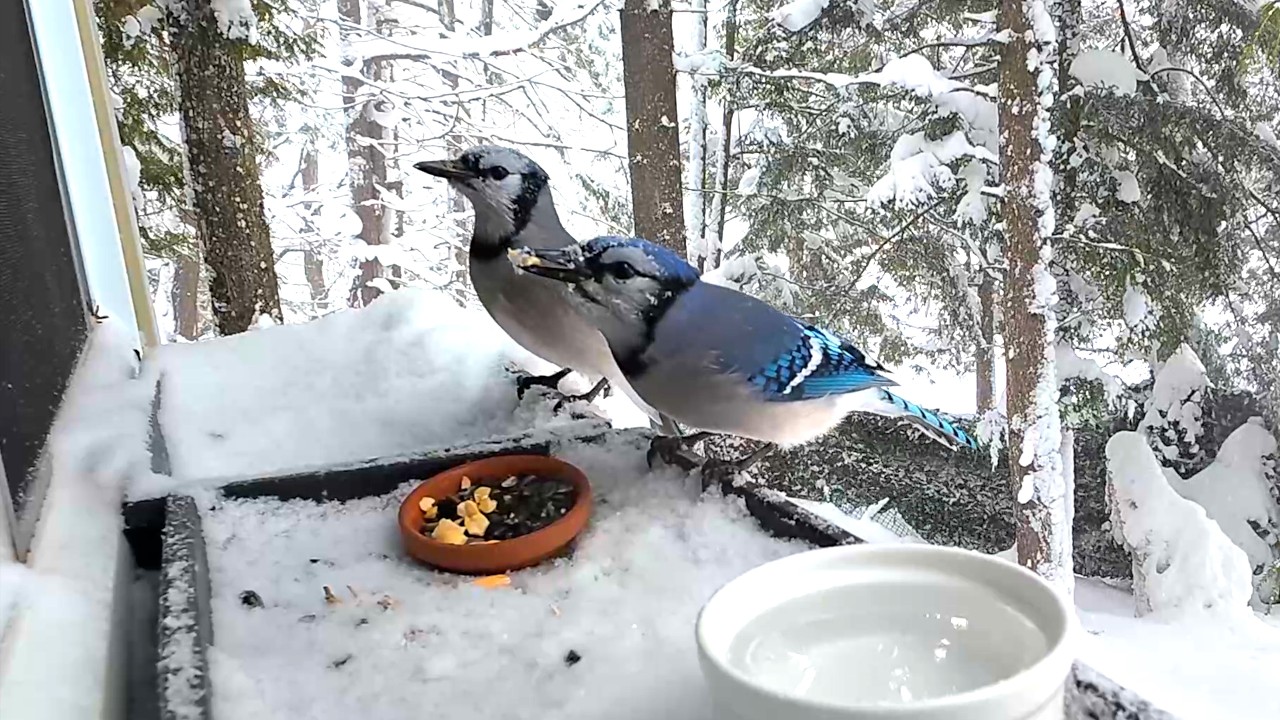 갑작스런 눈보라를 만난 블루제이