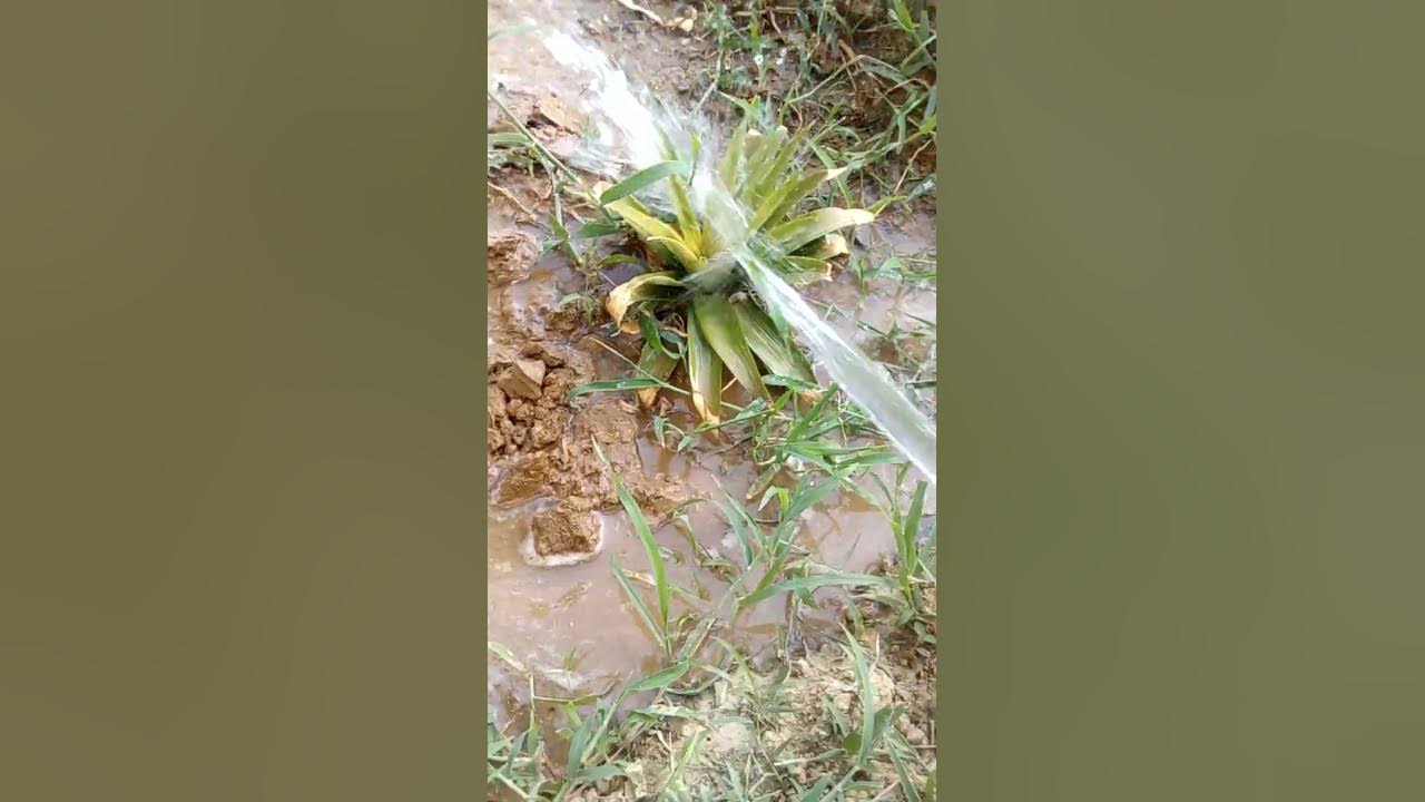 Ped Paudhon Mein Kaise Pani De Aao Ham Sikhen short viral YouTube ped-paudhon-mein-kaise-pani-de-aao-ham-sikhen-short-viral-youtube
