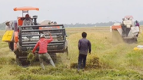 CẬN CẢNH ANH EM BẮC CHUỘT CÙNG MÁY CẮT LÚA KUBOTA DC 93 DC 70