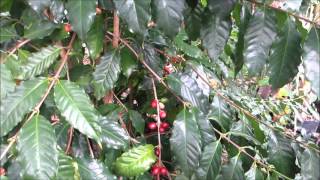Growing Coffee in Florida by Randy's Tropical Plants 16,149 views 8 years ago 6 minutes, 2 seconds