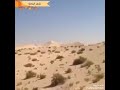 شعر البادية دويم الصغير