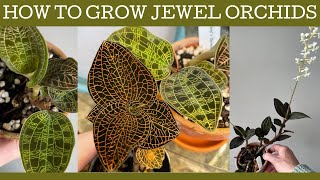 How to grow Jewel orchids: basic care and repotting!