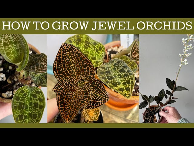 How to grow Jewel orchids: basic care and repotting! - YouTube